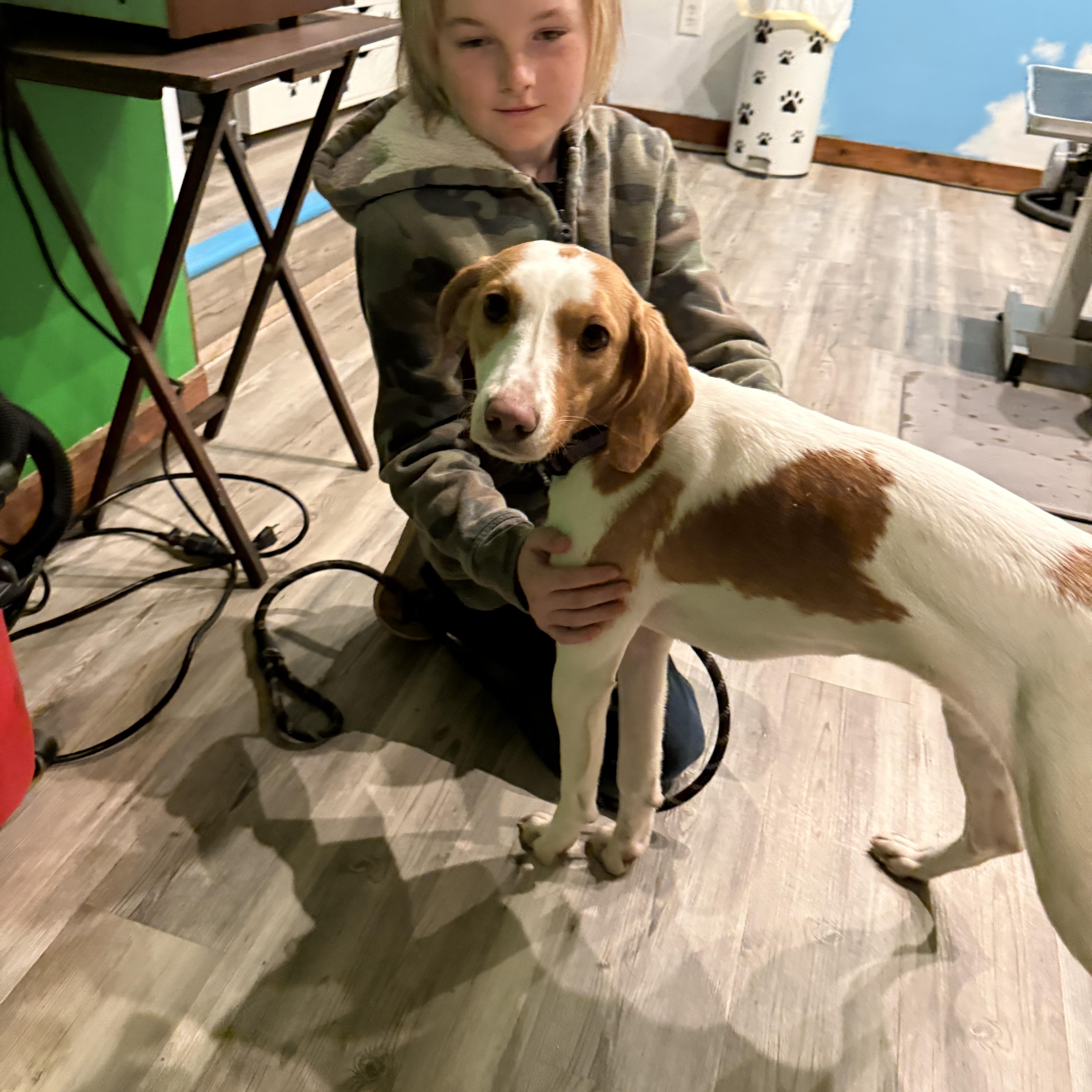 Enlarge Olivia , an adopted mixed breed in HONEY BROOK, PA image 5/5