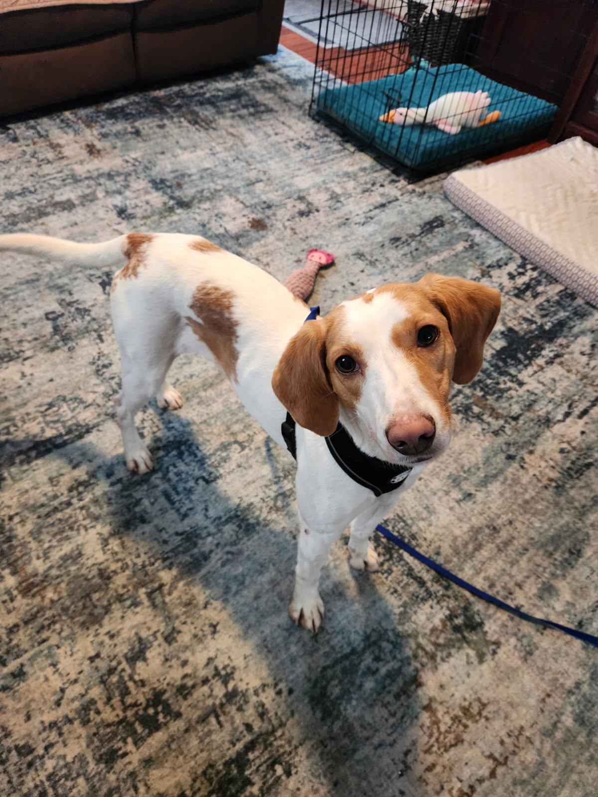 Enlarge Olivia , an adopted mixed breed in HONEY BROOK, PA image 3/5