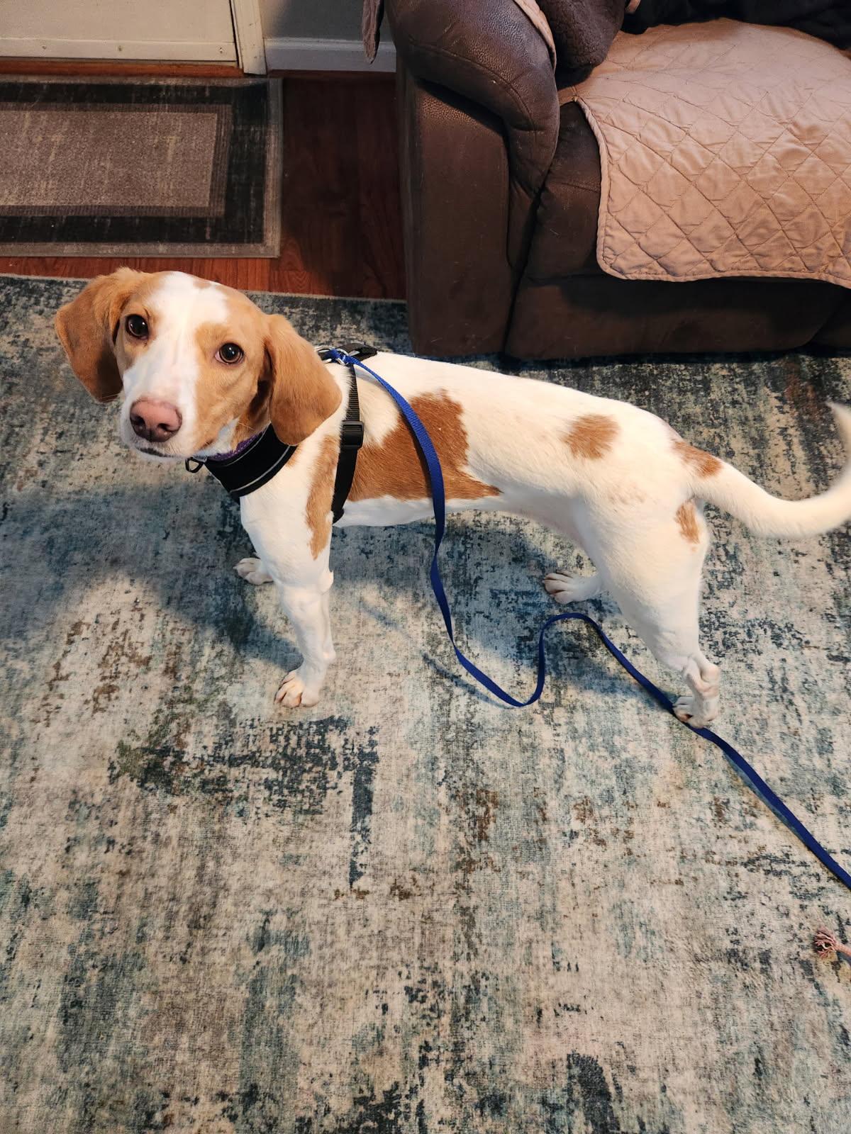 Enlarge Olivia , an adopted mixed breed in HONEY BROOK, PA image 4/5