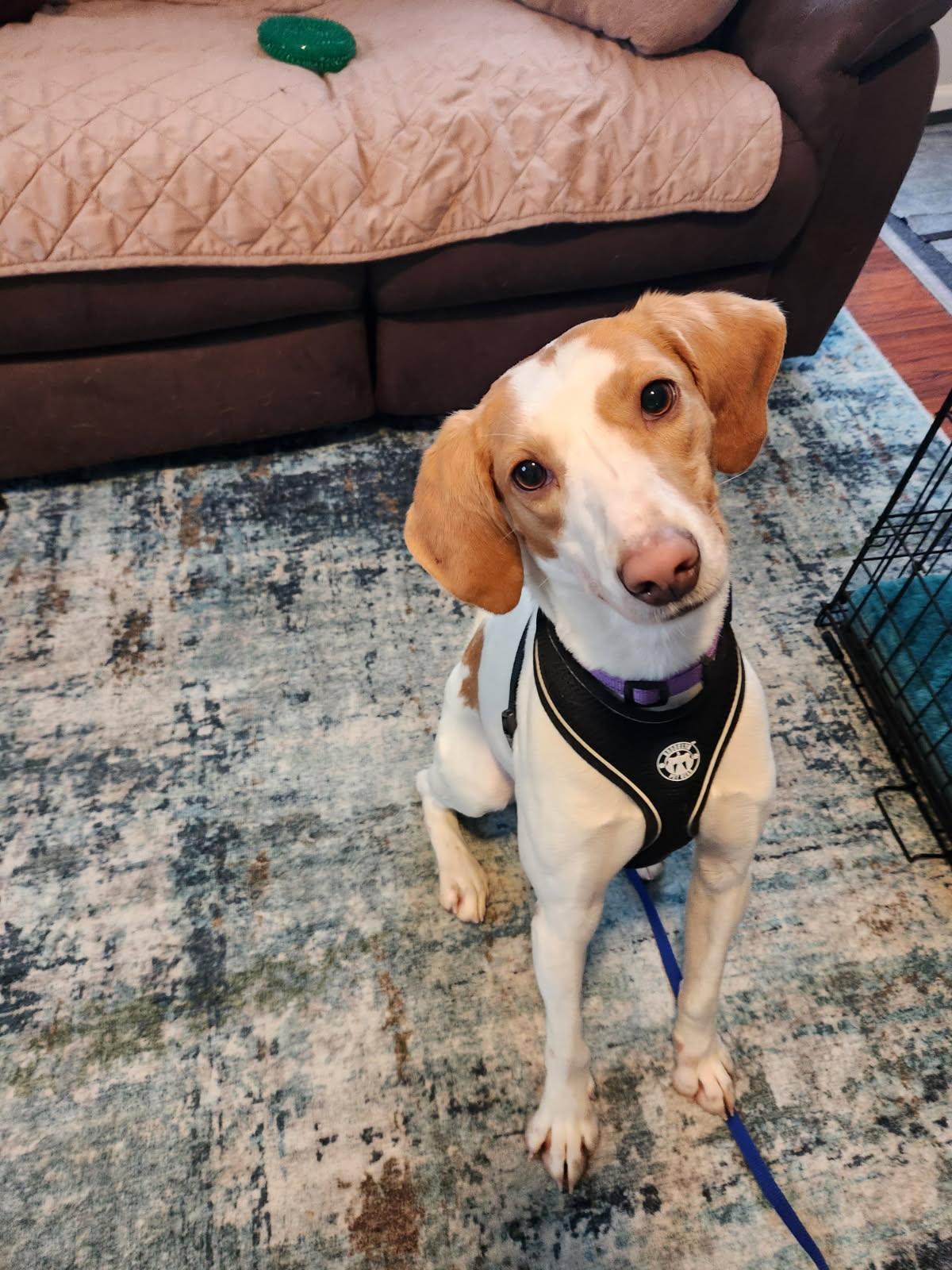 Enlarge Olivia , an adopted mixed breed in HONEY BROOK, PA image 1/5