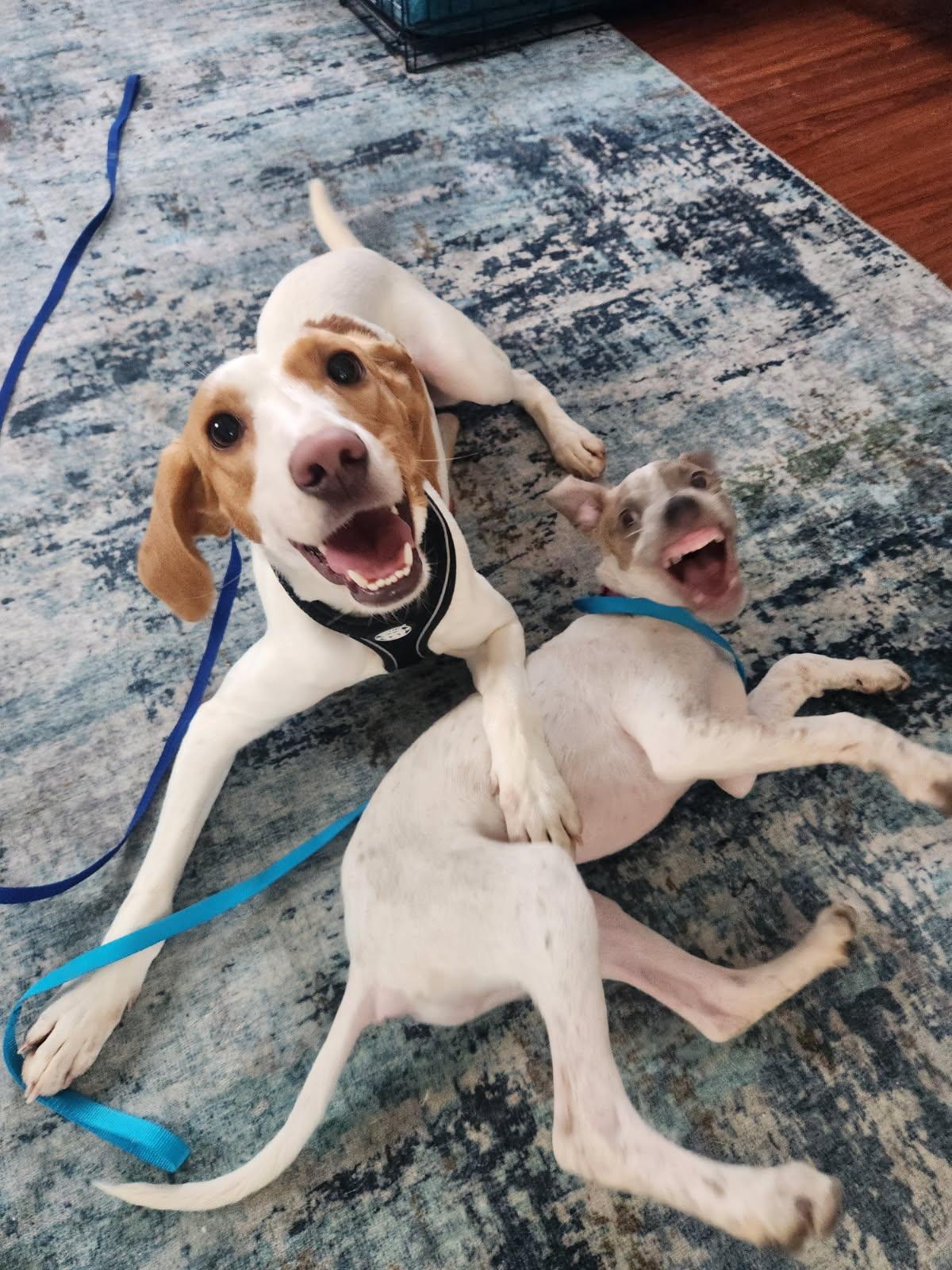 Enlarge Olivia , an adopted mixed breed in HONEY BROOK, PA image 2/5