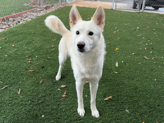 OPHELIA, Adoptable, Young Female Siberian Husky.