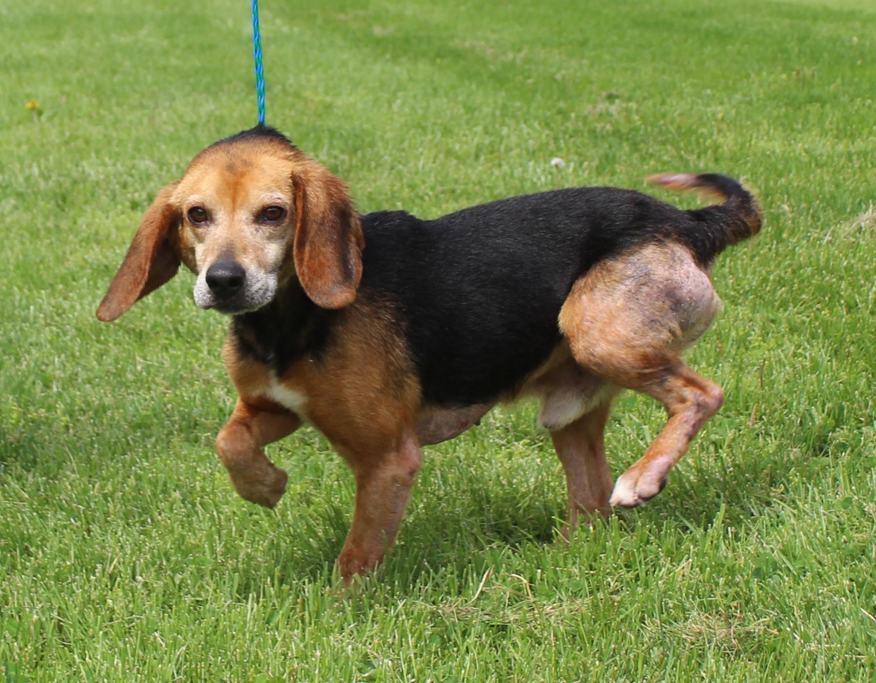 Enlarge Bo (11816), an adoptable mixed breed in Heath, OH image 2/2