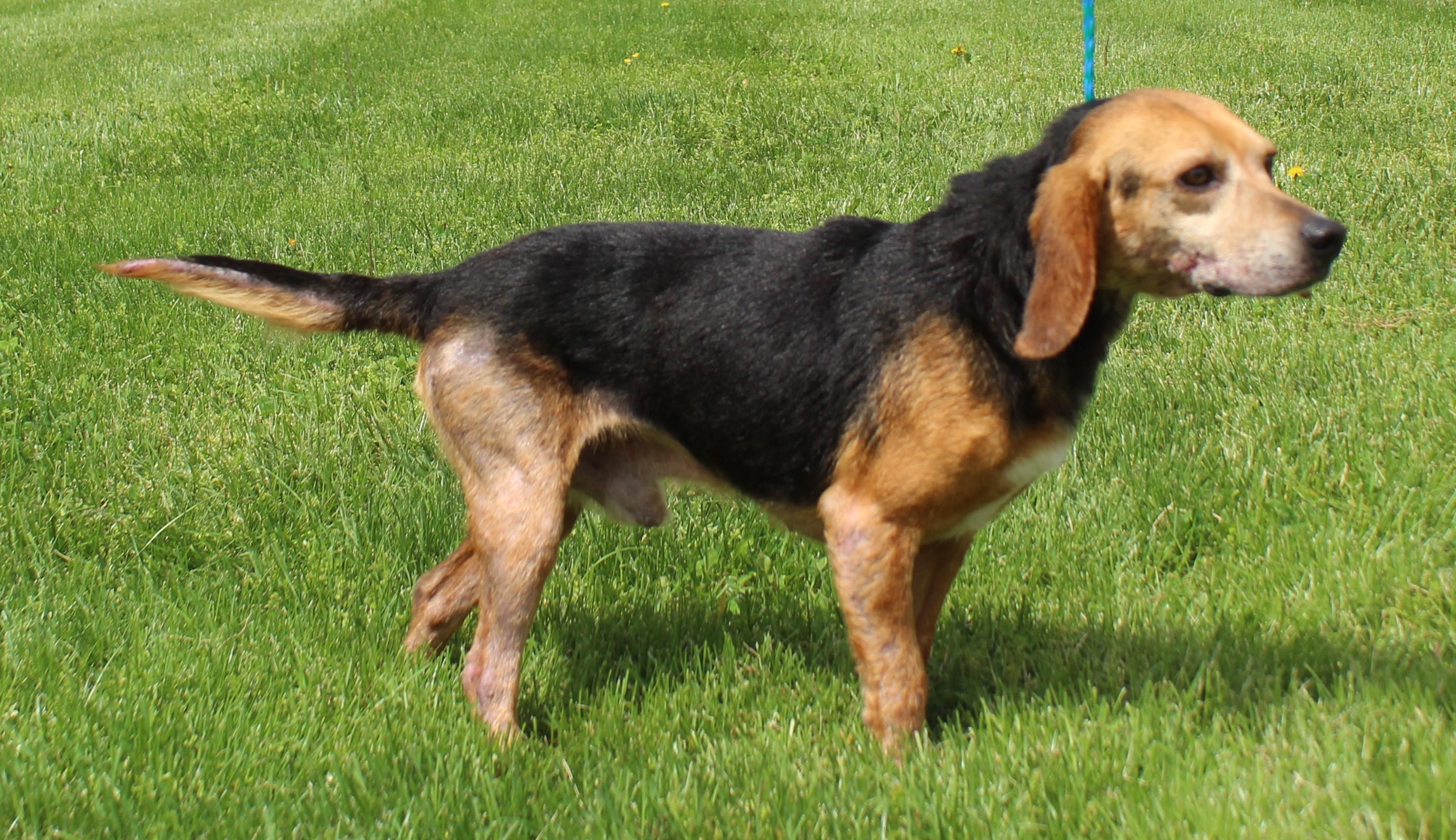 Bo (11816), adoptable, Senior Male Beagle.