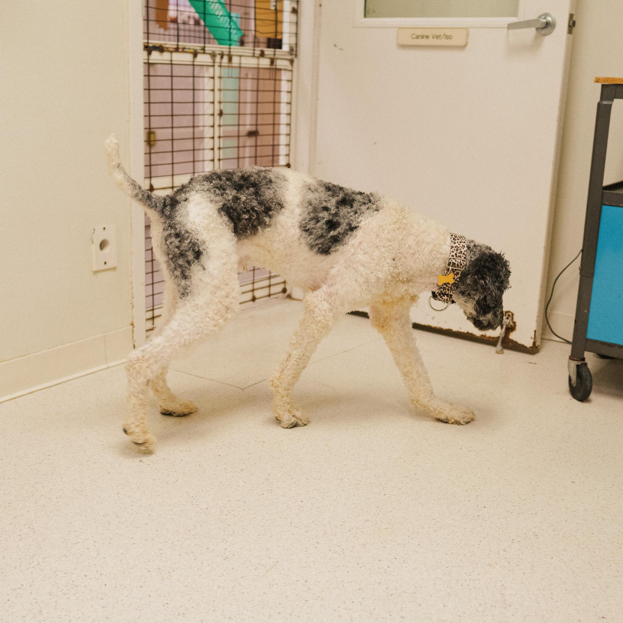 Enlarge Dexter, an adopted mixed breed in Cincinnati, OH image 2/4