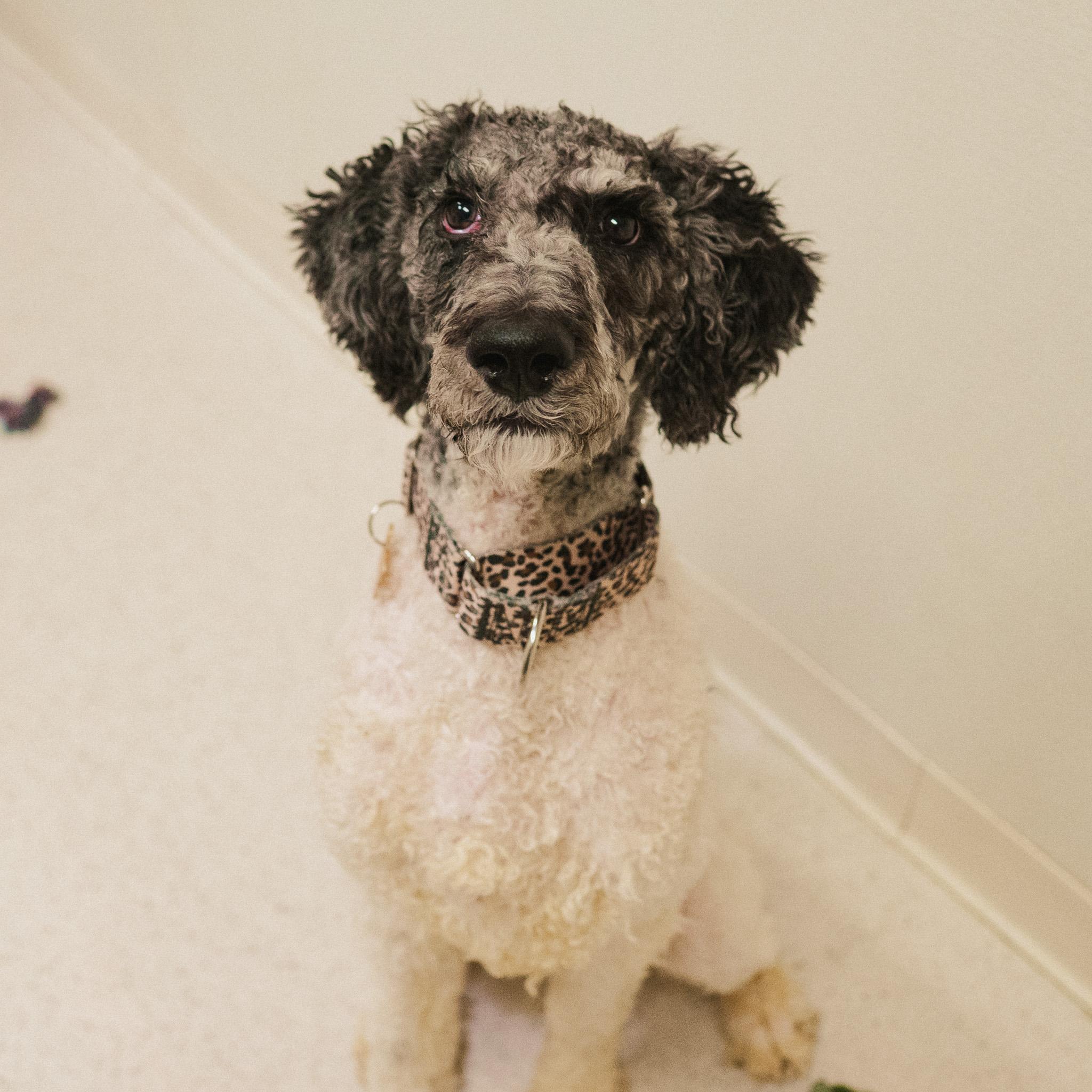 Enlarge Dexter, an adopted mixed breed in Cincinnati, OH image 4/4