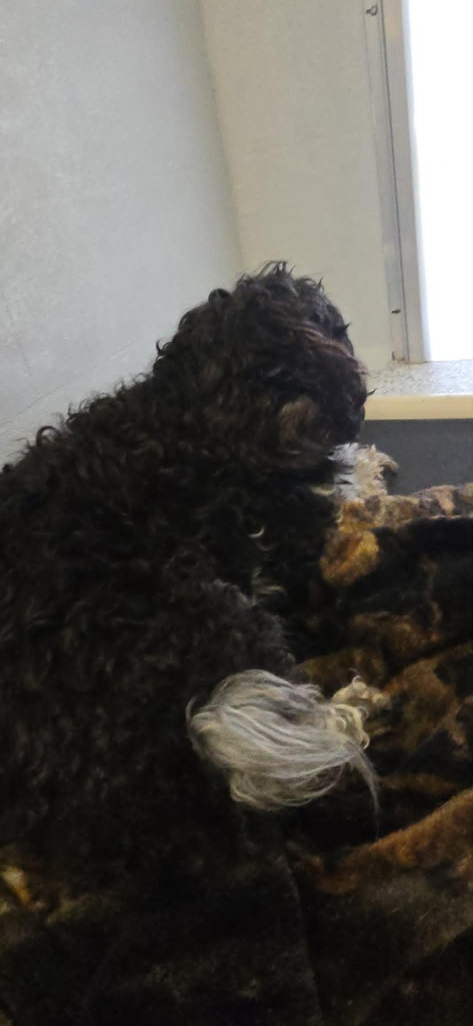Little Bit, an adopted mixed breed in Orange, VA image 4/4