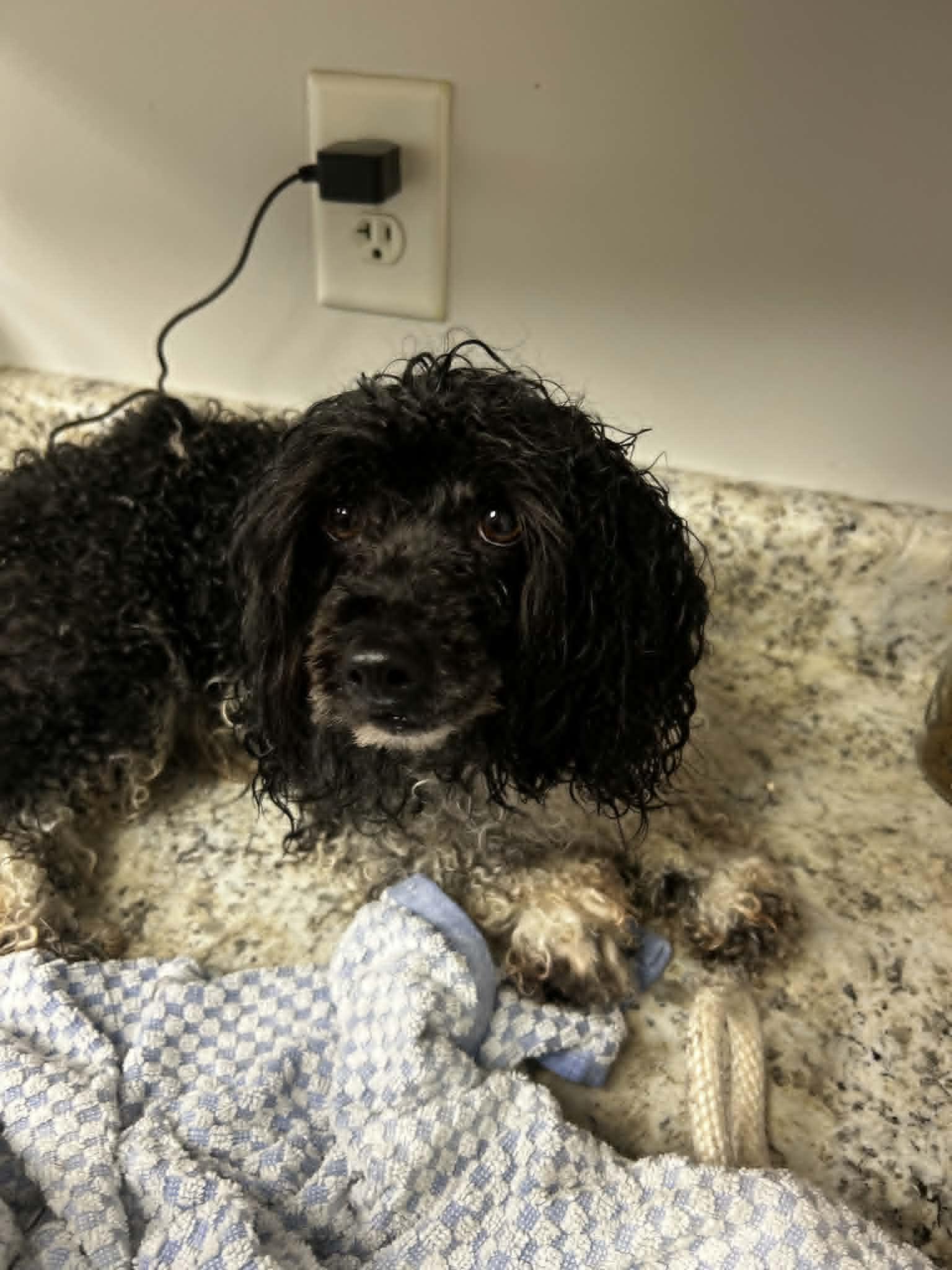 Little Bit, an adopted mixed breed in Orange, VA image 3/4