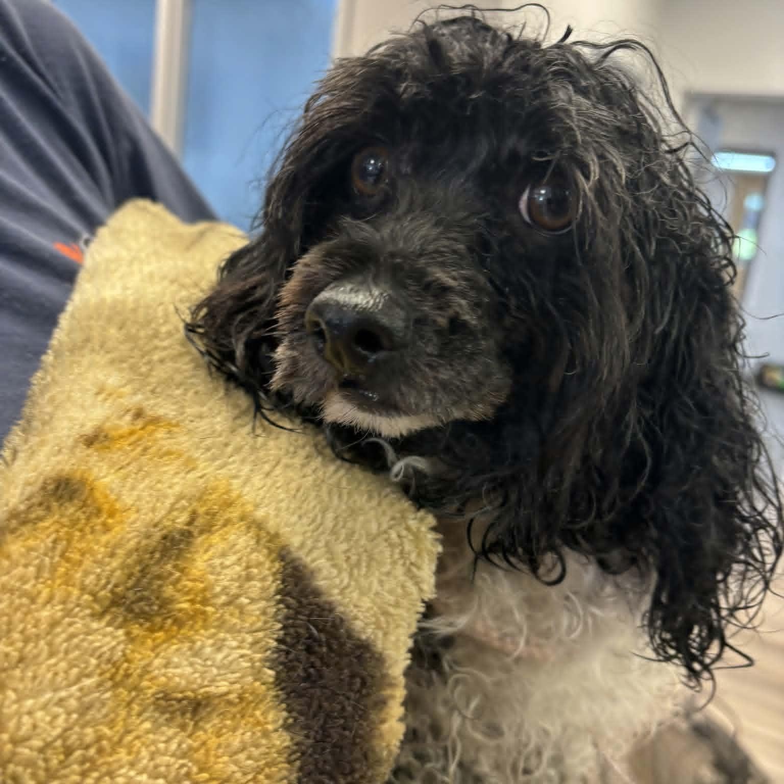 Little Bit, adopted, Adult Male Bichon Frise & Cockapoo.