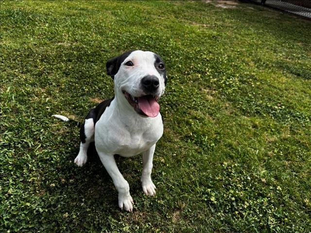 Enlarge LILY, a Adoptable mixed breed in Appling, GA image 1/1