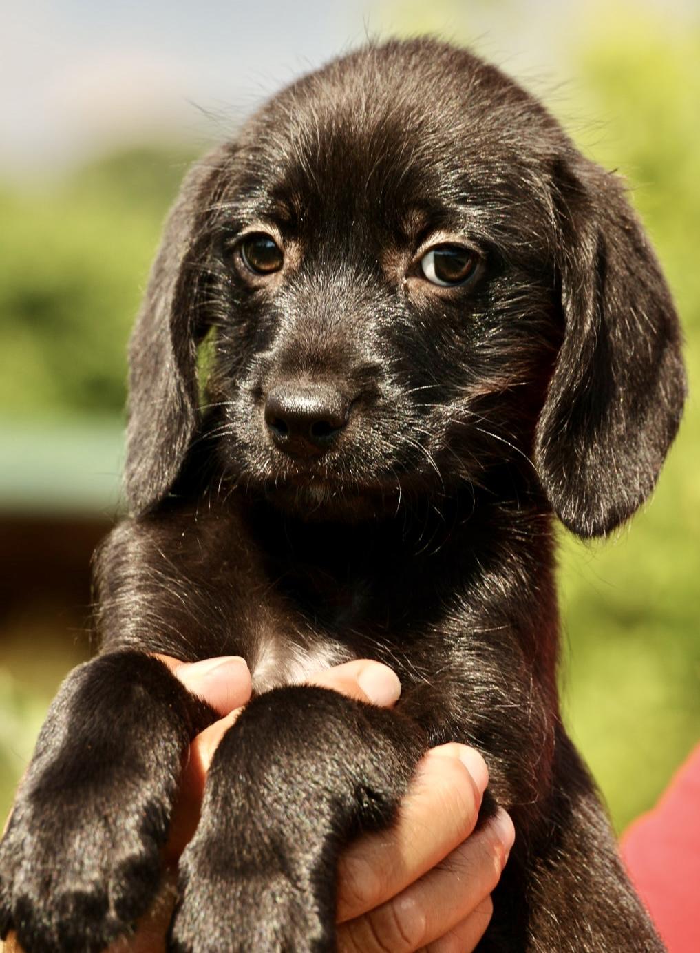 Enlarge Albany-Available www.lhar.dog to apply, an adoptable mixed breed in Frederick, MD image 2/5