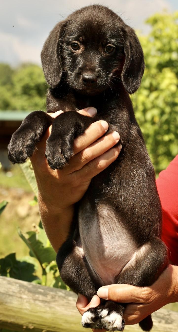 Enlarge Albany-Available www.lhar.dog to apply, an adoptable mixed breed in Frederick, MD image 3/5