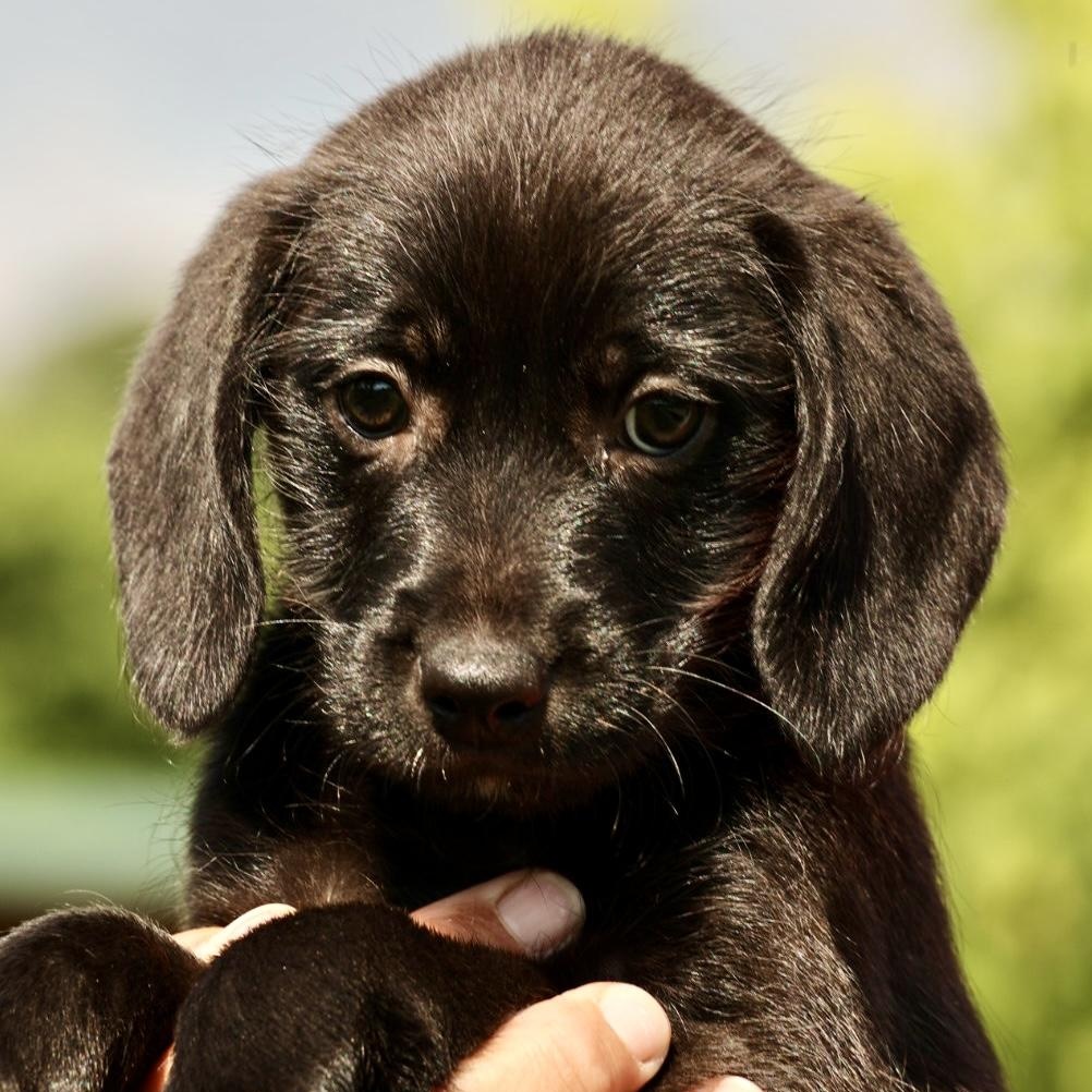 Albany-Available www.lhar.dog to apply, adoptable, Puppy Female Beagle & Terrier.