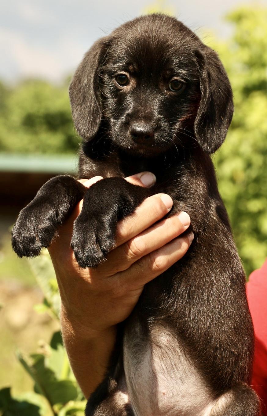 Enlarge Albany-Available www.lhar.dog to apply, an adoptable mixed breed in Frederick, MD image 5/5