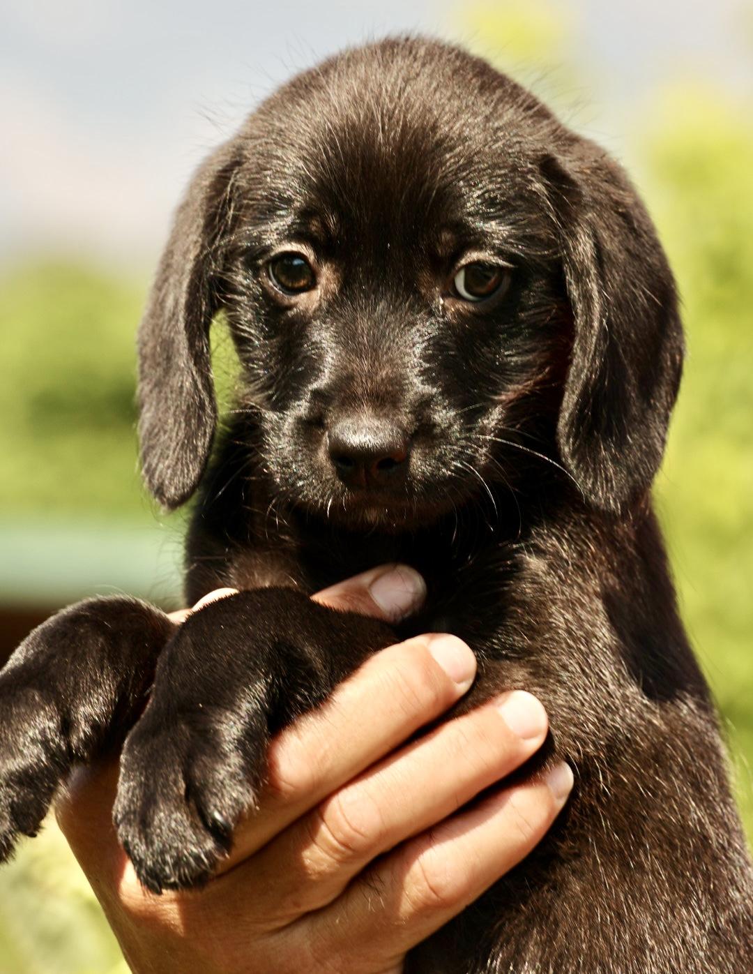 Enlarge Albany-Available www.lhar.dog to apply, an adoptable mixed breed in Frederick, MD image 4/5