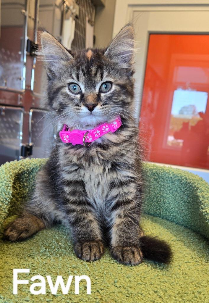 Fawn, Adopted, Young Female Domestic Long Hair.