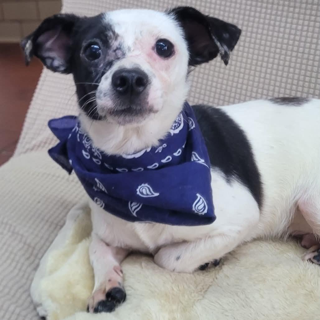 Enlarge Hulk in NH. Come Meet our Adoptable Dogs Wednesday-Saturday. More info in Bio, a ADOPTABLE mixed breed in Manchester, NH image 1/1
