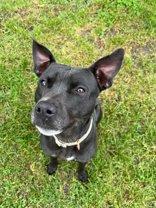 Aubrey, Adoptable, Adult Female Pit Bull Terrier.