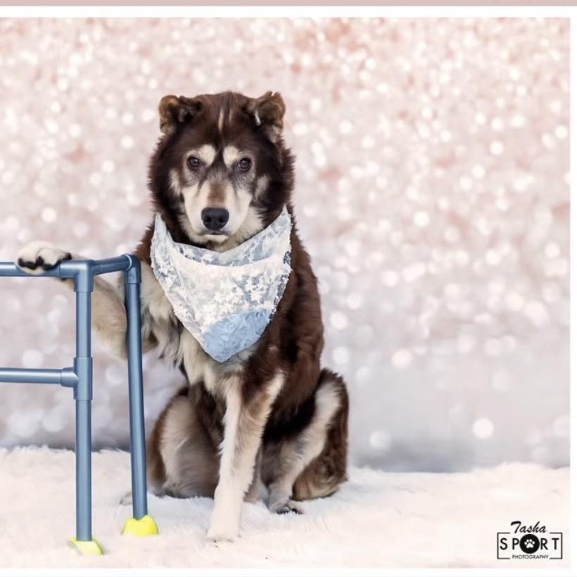 Julia R, Adoptable, Senior Female Siberian Husky.