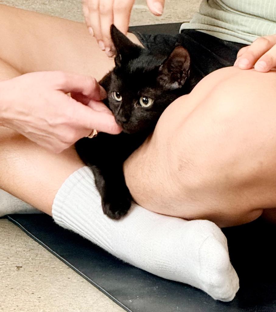 Hattie, Adoptable, Kitten Female Domestic Short Hair.