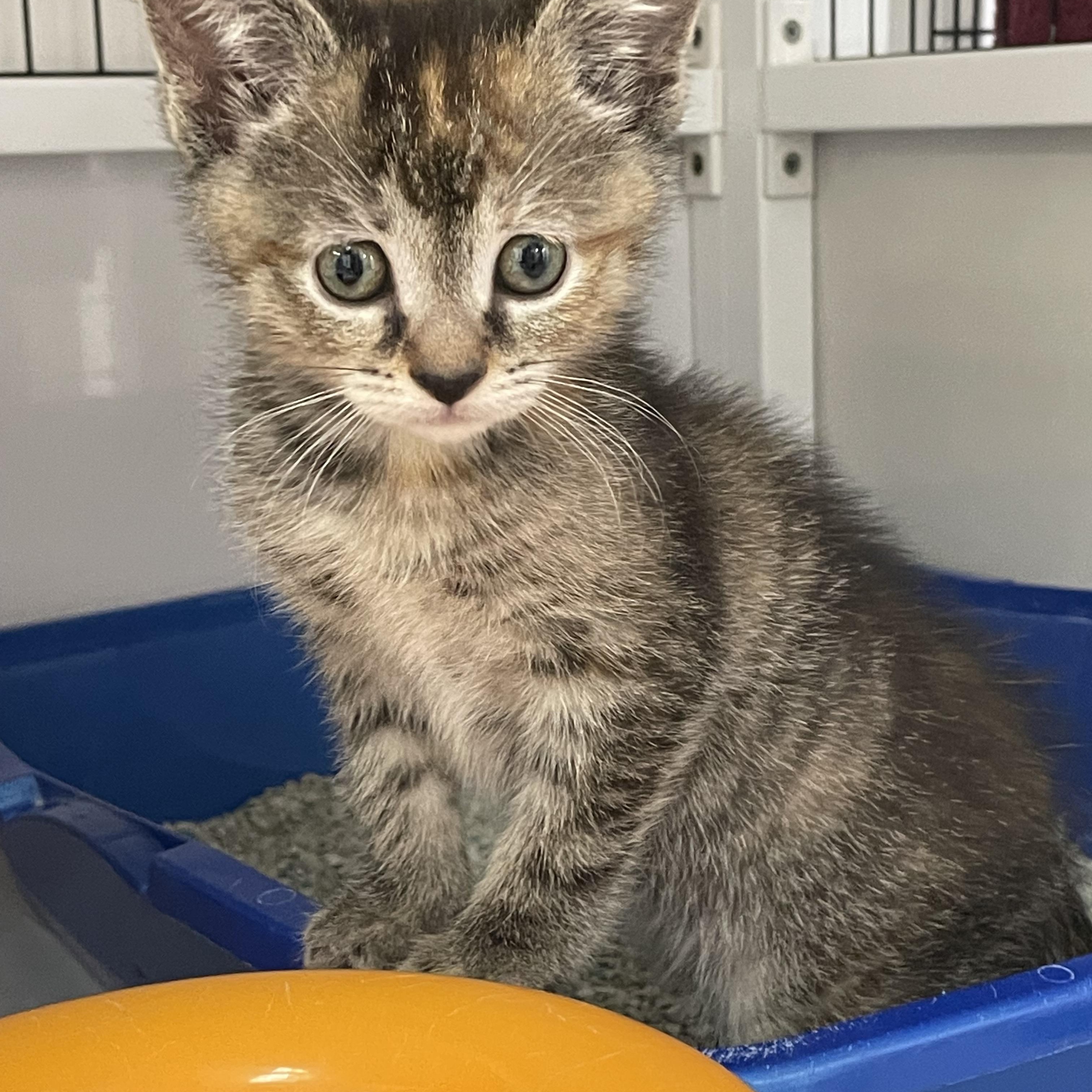 Chrissy, an adopted Dilute Tortoiseshell in Colonia, NJ image 4/6