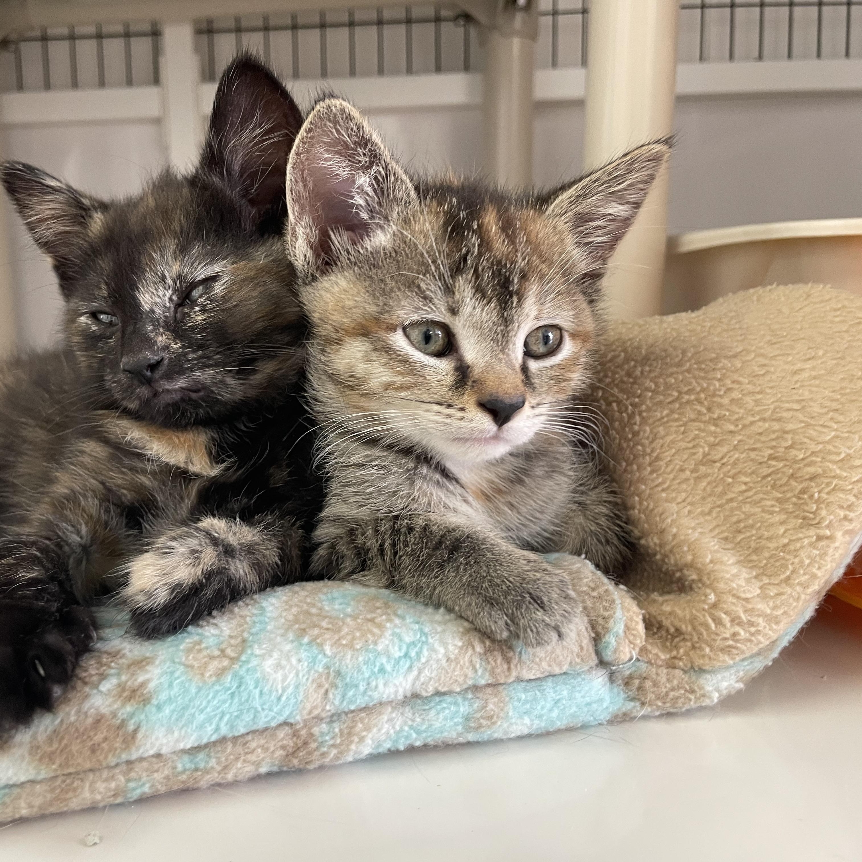 Chrissy, adopted, Kitten Female Dilute Tortoiseshell.