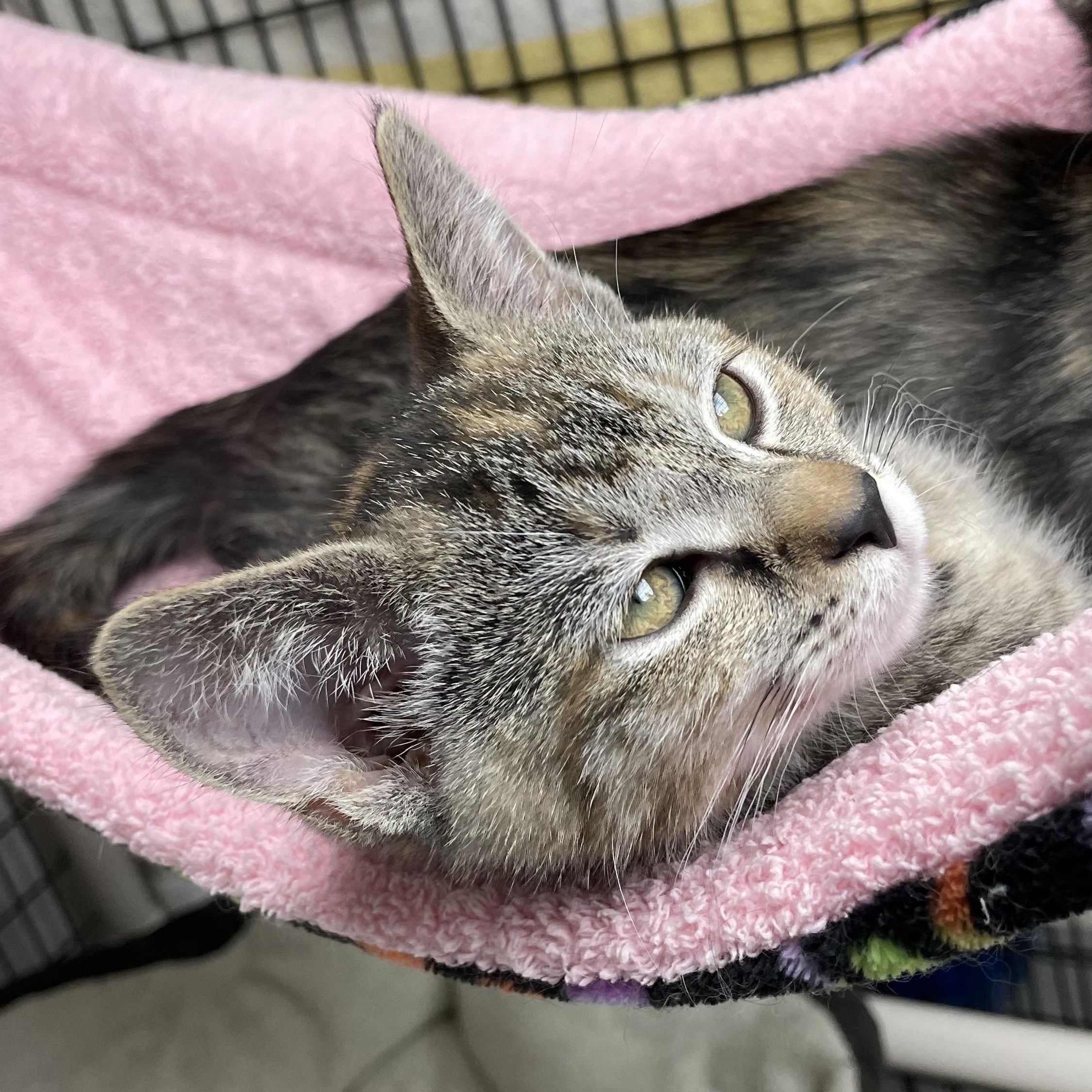 Chrissy, an adopted Dilute Tortoiseshell in Colonia, NJ image 6/6