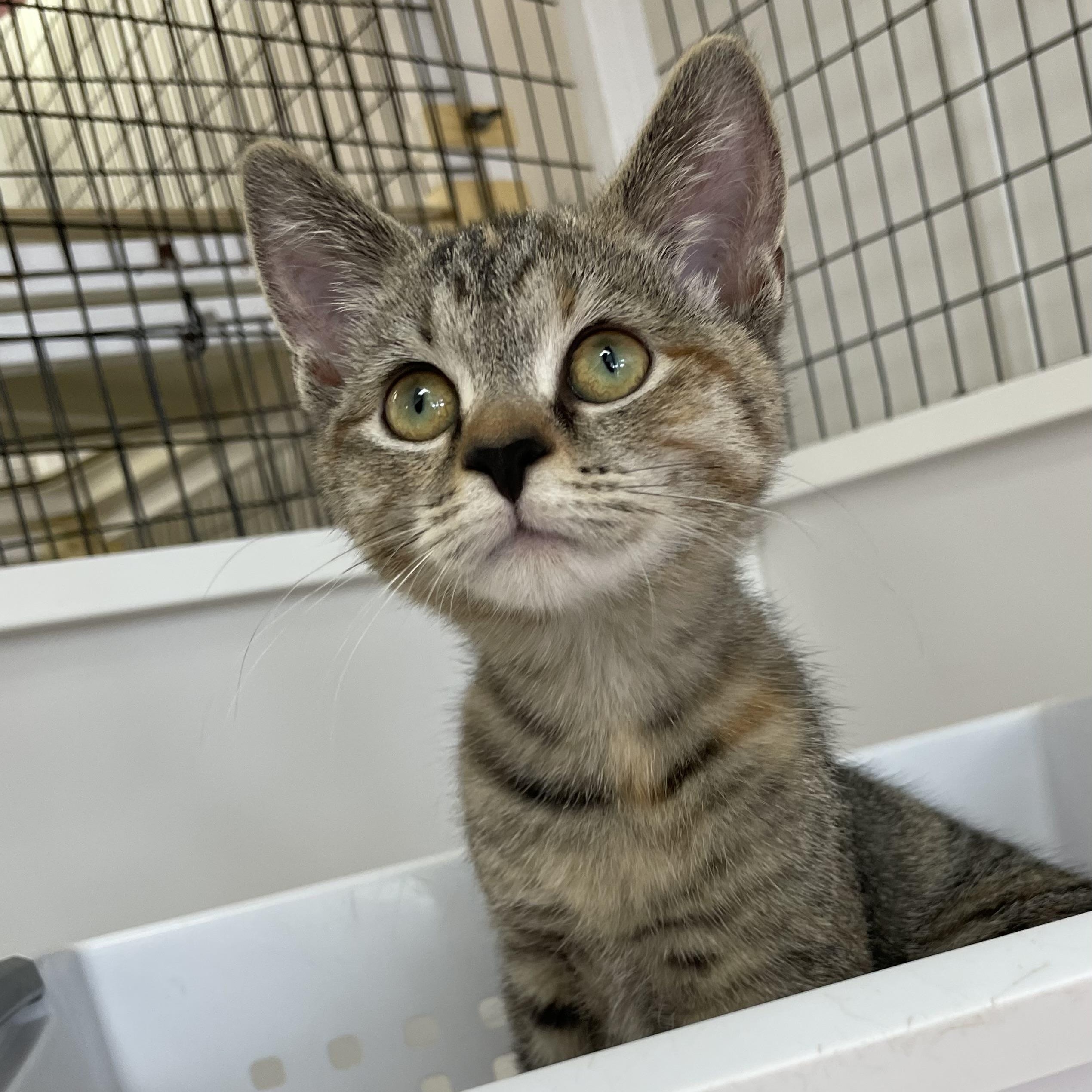 Chrissy, an adopted Dilute Tortoiseshell in Colonia, NJ image 5/6