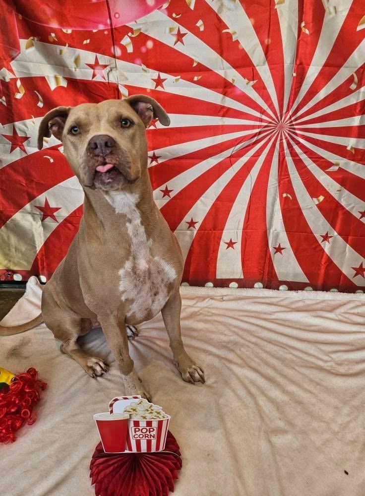 Honey a/k/a Halsie (aka Josie), a Adoptable mixed breed in Orlando, FL image 3/6