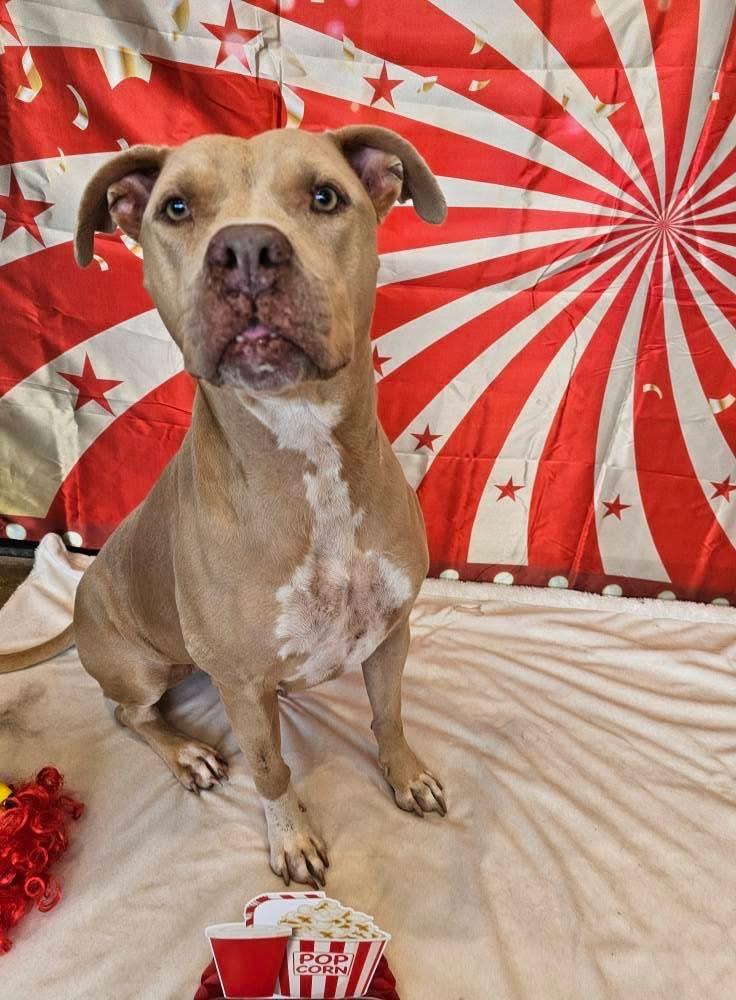 Honey a/k/a Halsie (aka Josie), a Adoptable mixed breed in Orlando, FL image 3/6