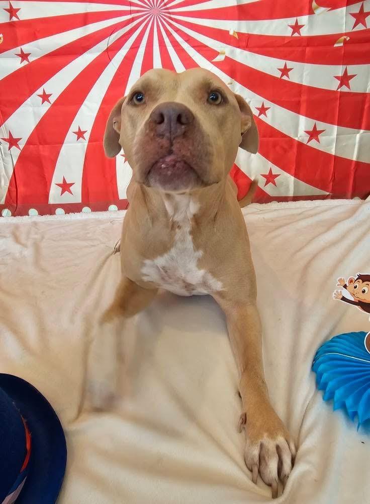 Honey a/k/a Halsie (aka Josie), a Adoptable mixed breed in Orlando, FL image 4/6