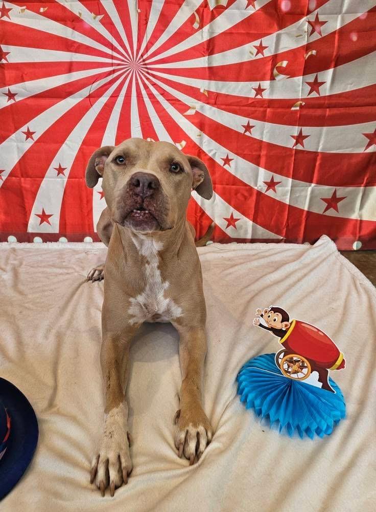 Honey a/k/a Halsie (aka Josie), a Adoptable mixed breed in Orlando, FL image 5/6