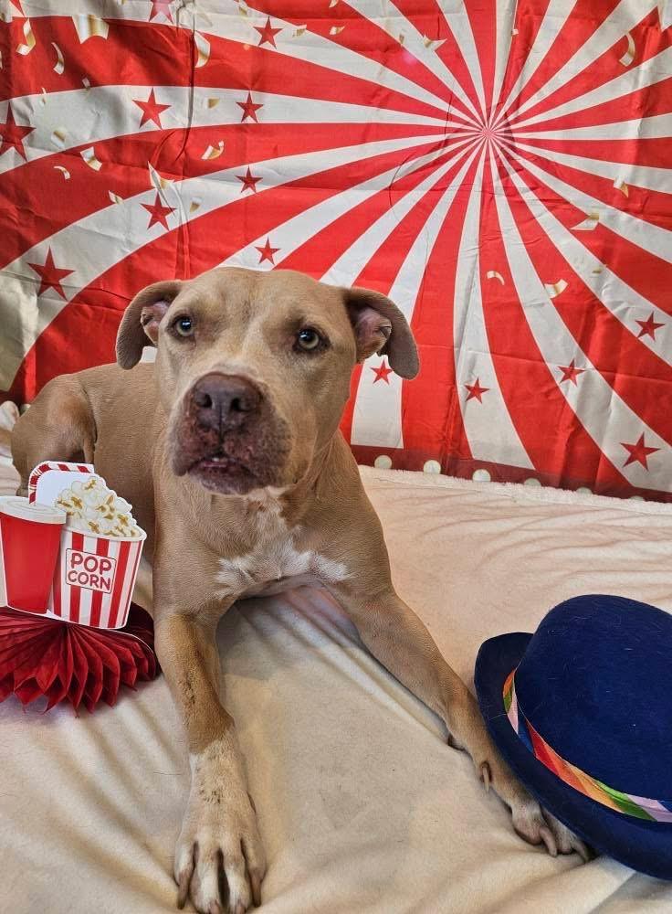 Honey a/k/a Halsie (aka Josie), a Adoptable mixed breed in Orlando, FL image 6/6