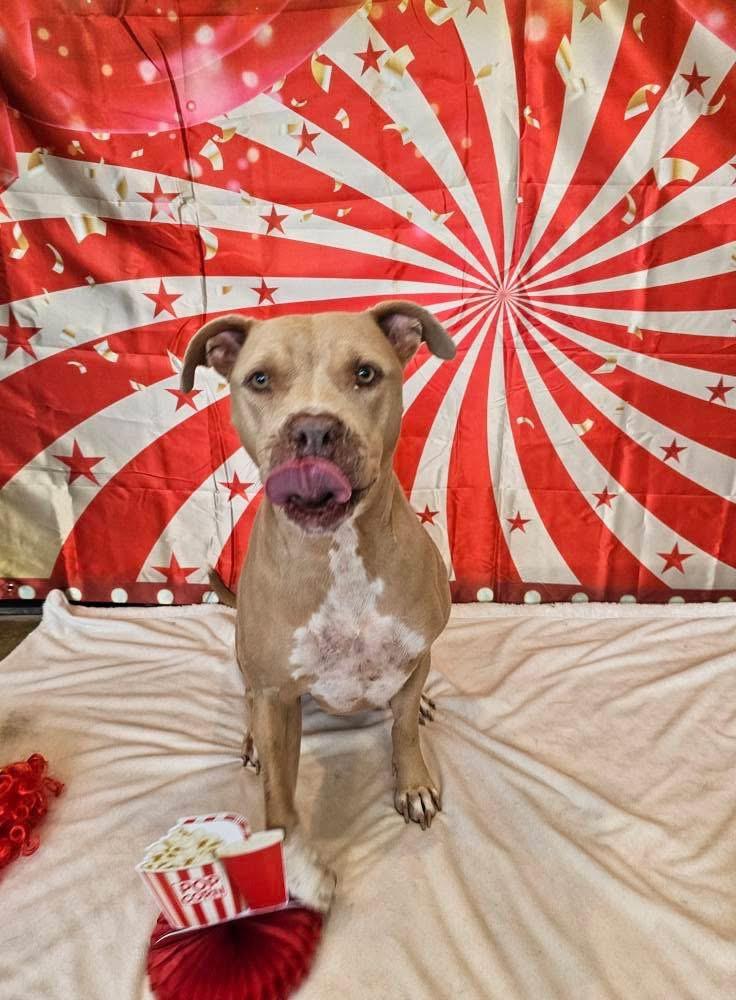 Honey a/k/a Halsie (aka Josie), a Adoptable mixed breed in Orlando, FL image 6/6
