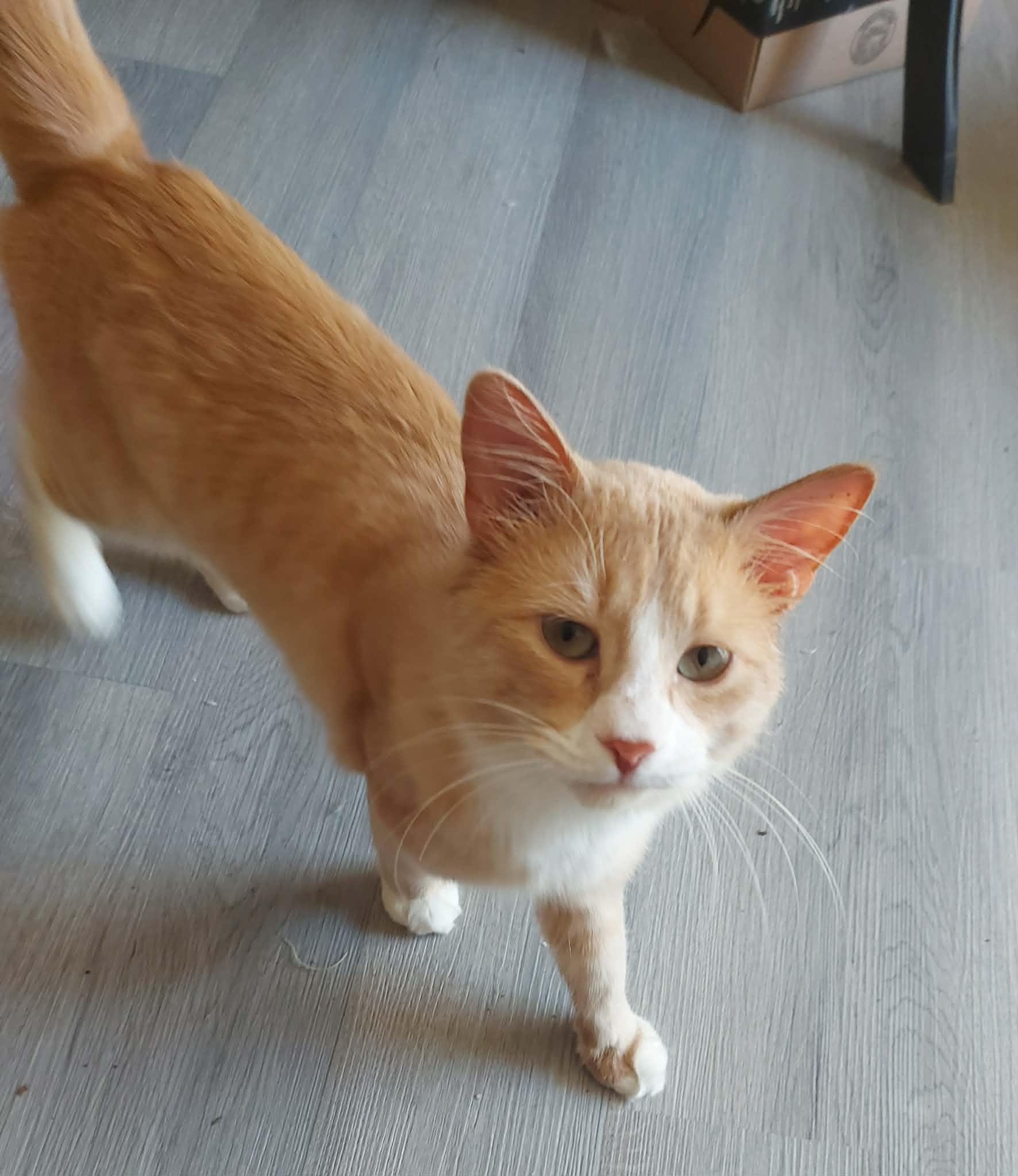 LORENZO (bonded with PEDRO & RICO), Adoptable, Young Male Domestic Long Hair.