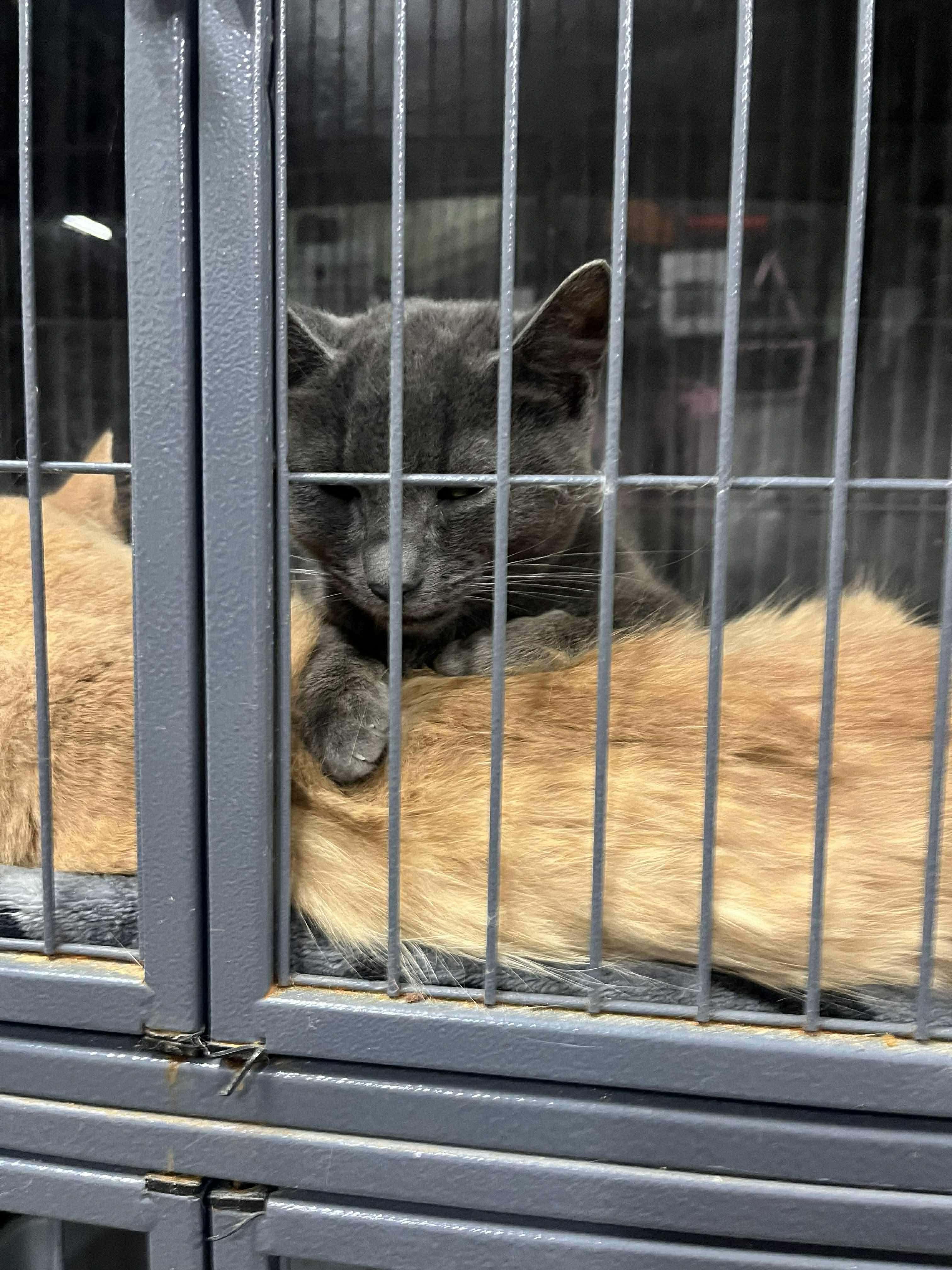 Enlarge LORENZO (bonded with PEDRO), a Adoptable Domestic Long Hair in Tillsonburg, ON image 3/4