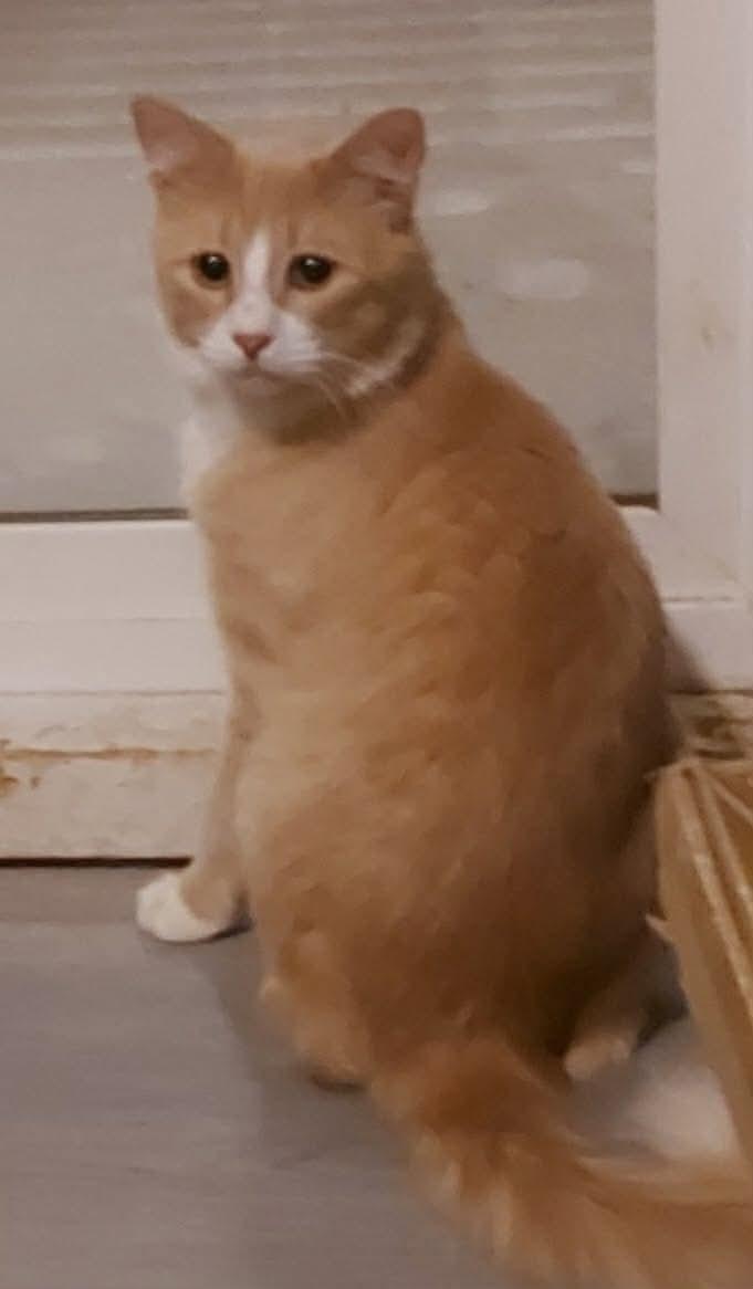 Enlarge LORENZO (bonded with PEDRO), an adopted Domestic Long Hair in Tillsonburg, ON image 4/6