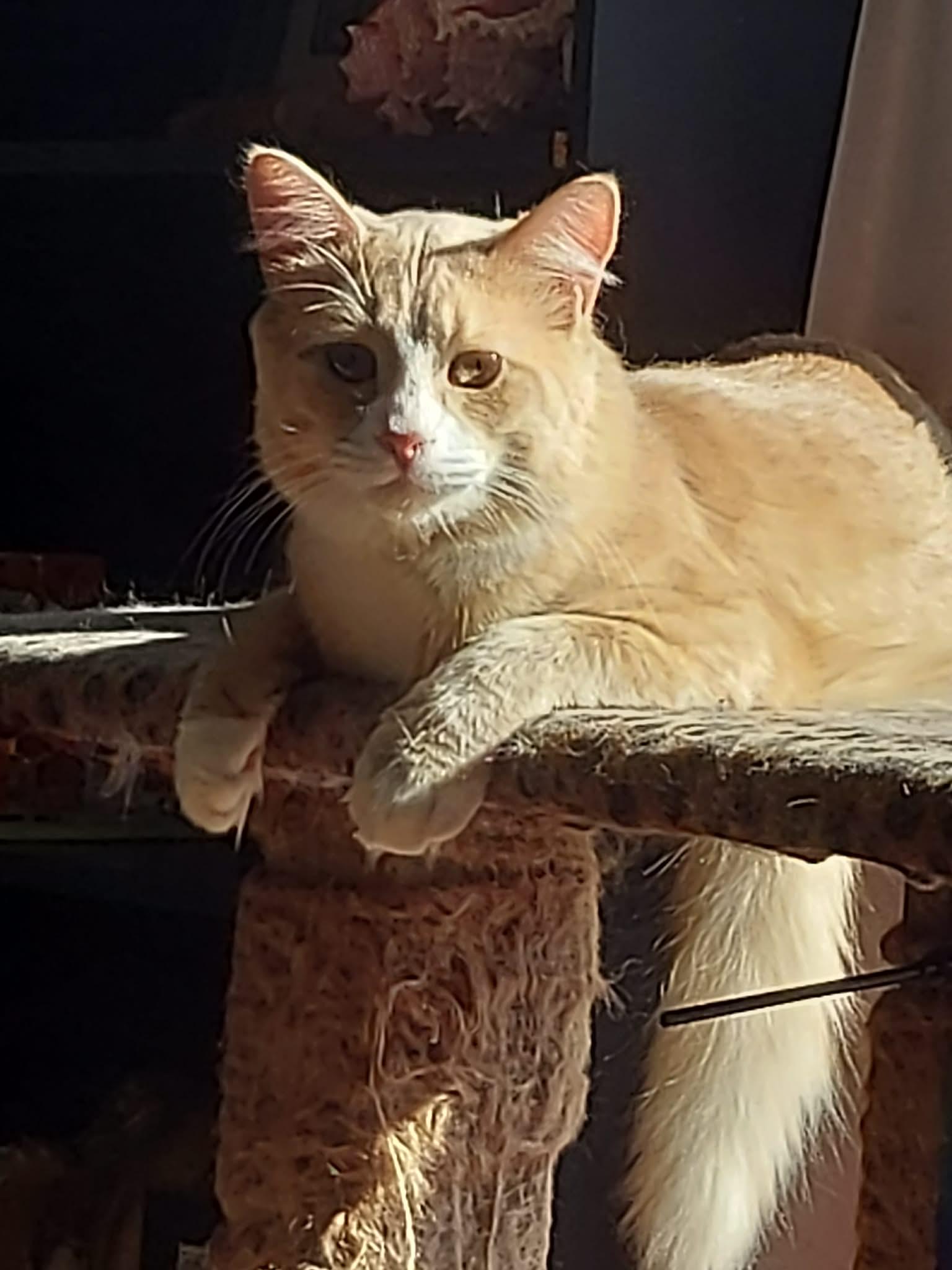 Enlarge LORENZO (bonded with PEDRO), a Adoptable Domestic Long Hair in Tillsonburg, ON image 2/4