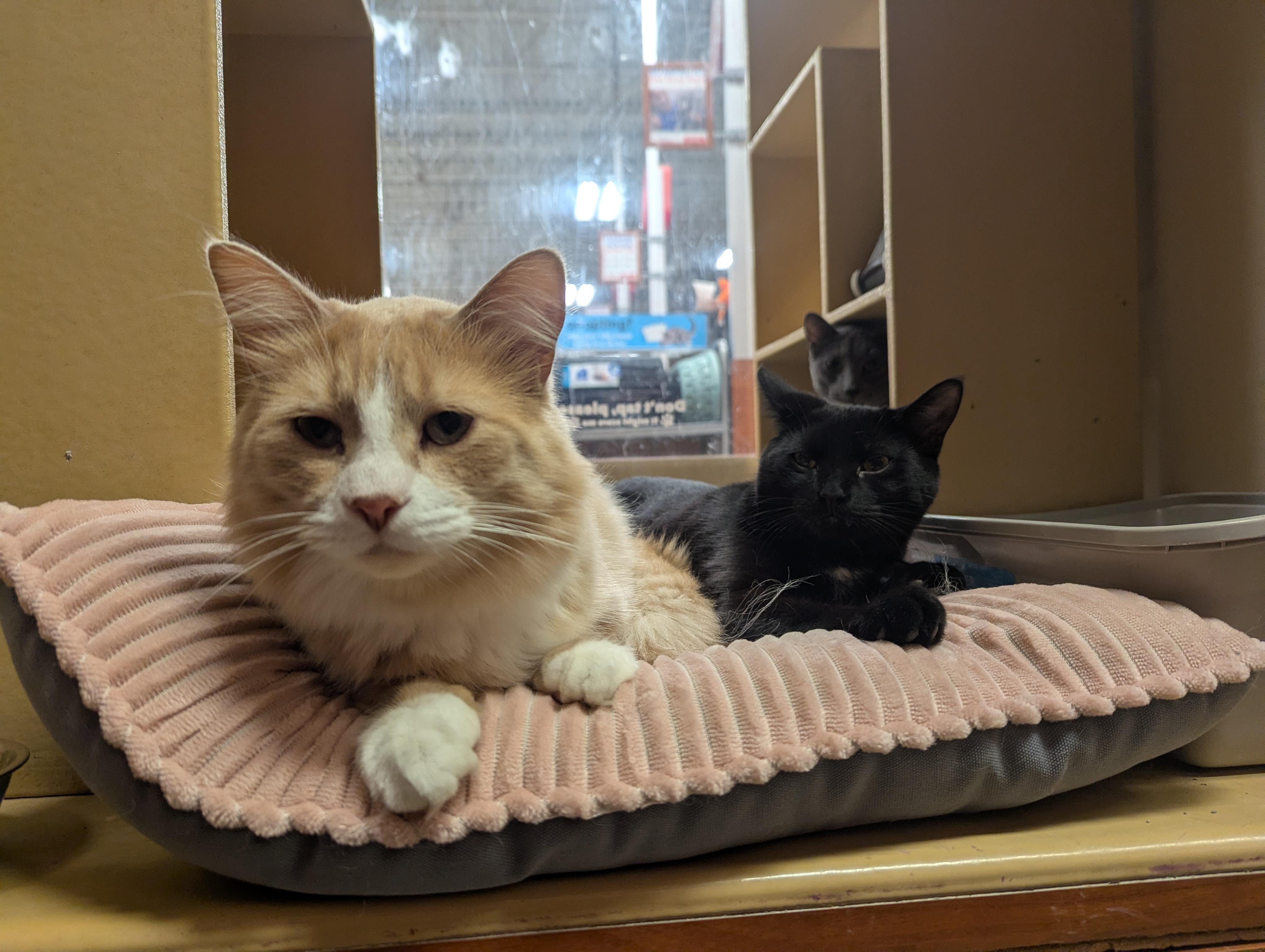 LORENZO (bonded with PEDRO), an adoptable Domestic Long Hair in Tillsonburg, ON image 6/6