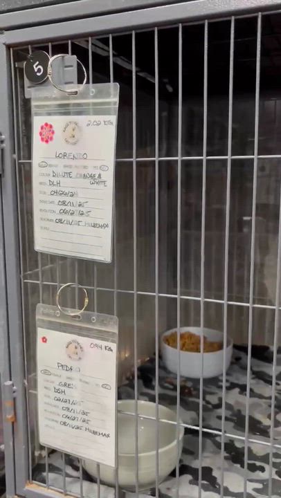 Enlarge LORENZO (bonded with PEDRO), a Adoptable Domestic Long Hair in Tillsonburg, ON video 4/4