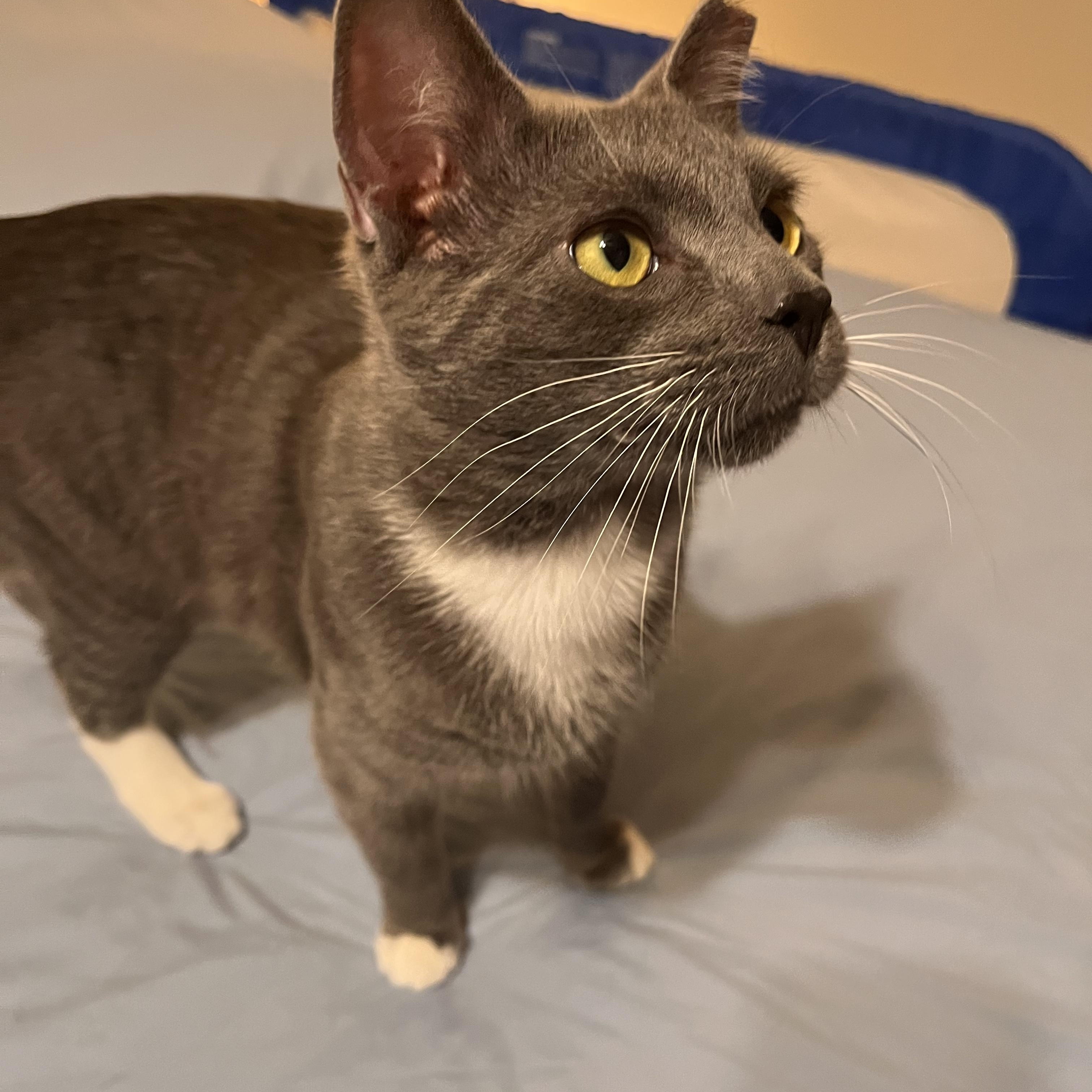 Enlarge Dusty, a Adoptable Domestic Short Hair in Austintown, OH image 1/2