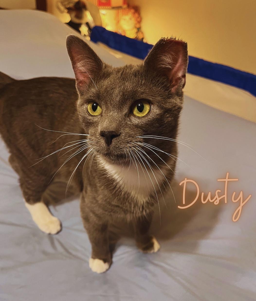 Dusty, Adoptable, Adult Male Domestic Short Hair.