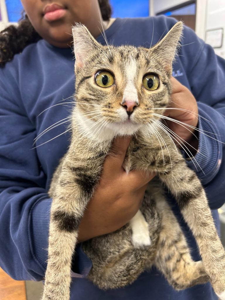 Enlarge Jasmine, a Adoptable mixed breed in Thousand Oaks, CA image 1/1