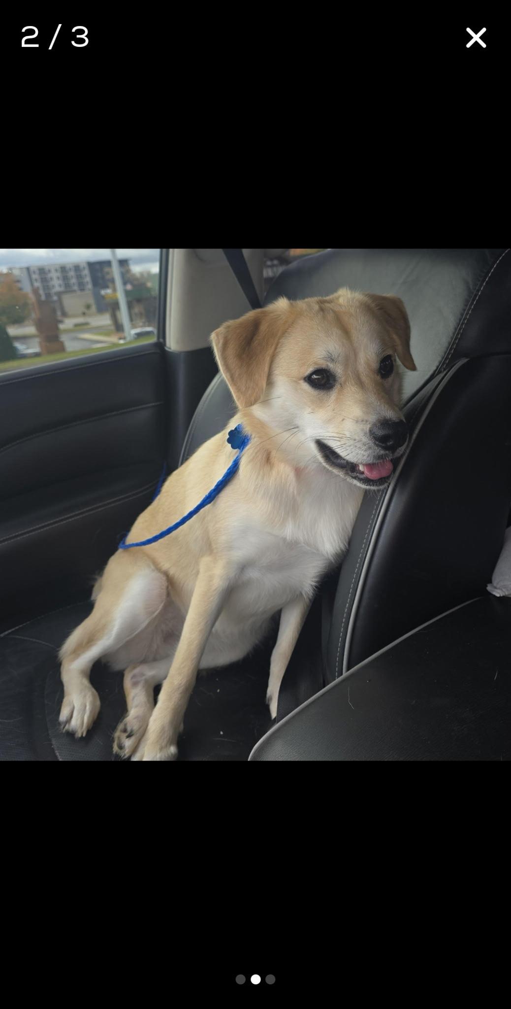 Enlarge Lacey, an adopted Golden Retriever in Pennington, NJ image 4/4