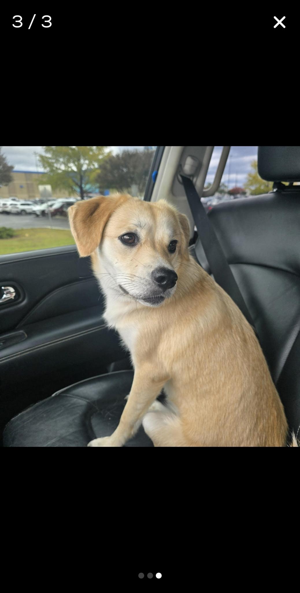 Lacey, adopted, Puppy Female Golden Retriever.