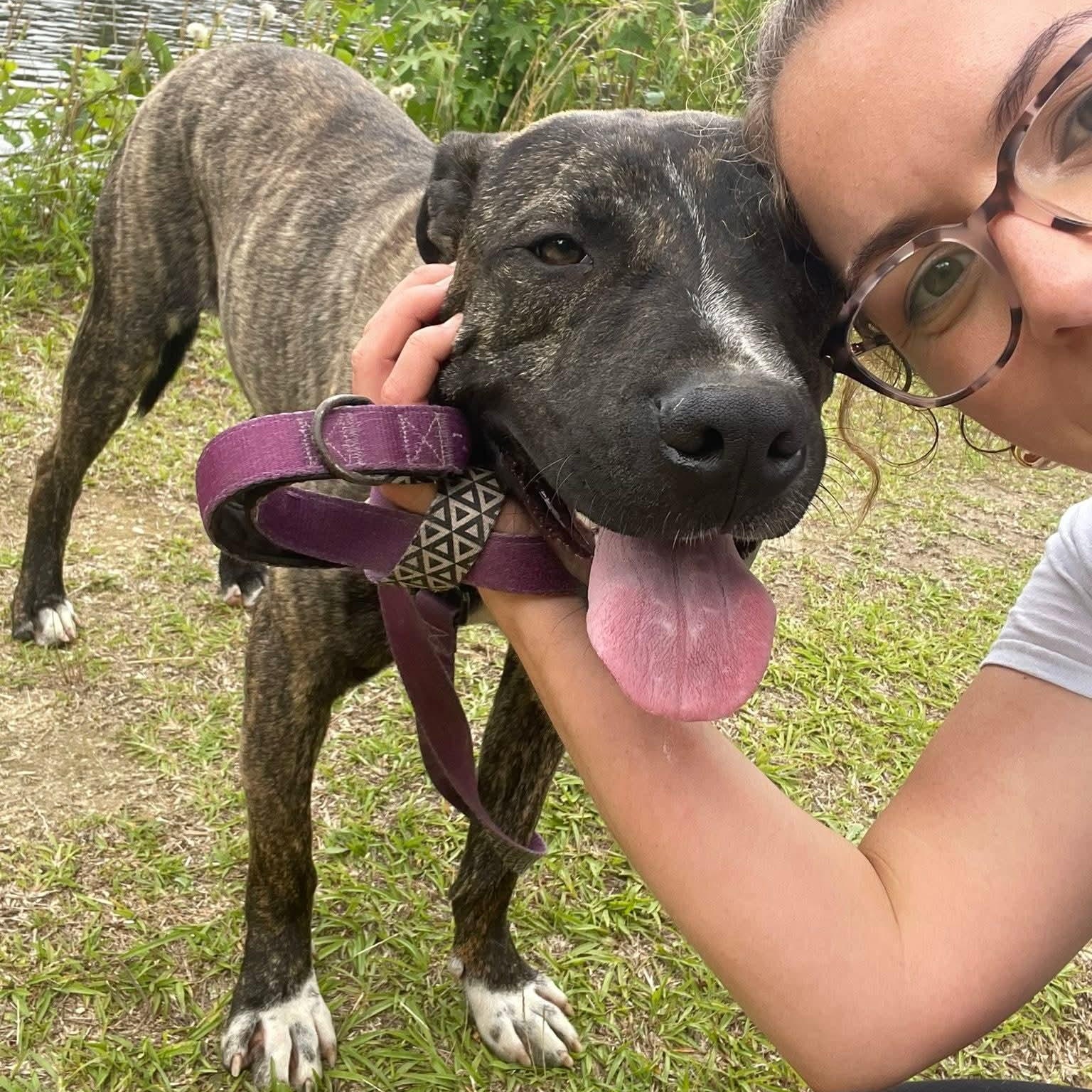 Enlarge Barney, a Adoptable Mixed Breed in Benson, NC image 1/5