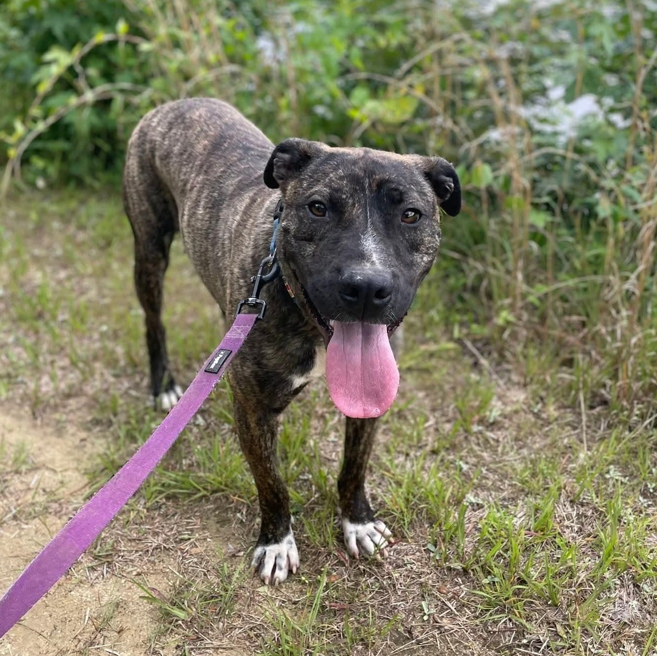 Enlarge Barney, a Adoptable Mixed Breed in Benson, NC image 2/5