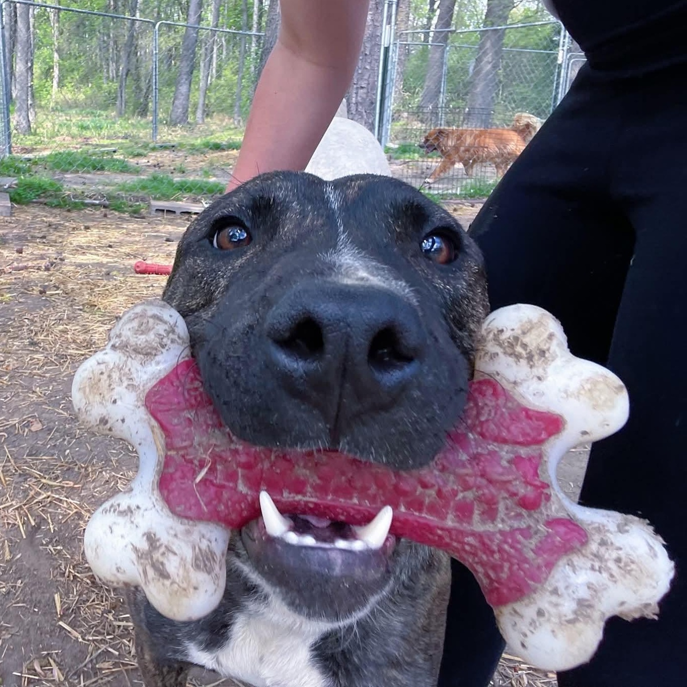 Enlarge Barney, a Adoptable Mixed Breed in Benson, NC image 3/5