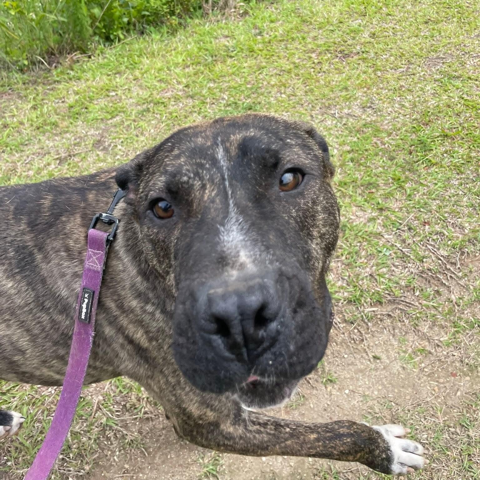 Enlarge Barney, a Adoptable Mixed Breed in Benson, NC image 4/5