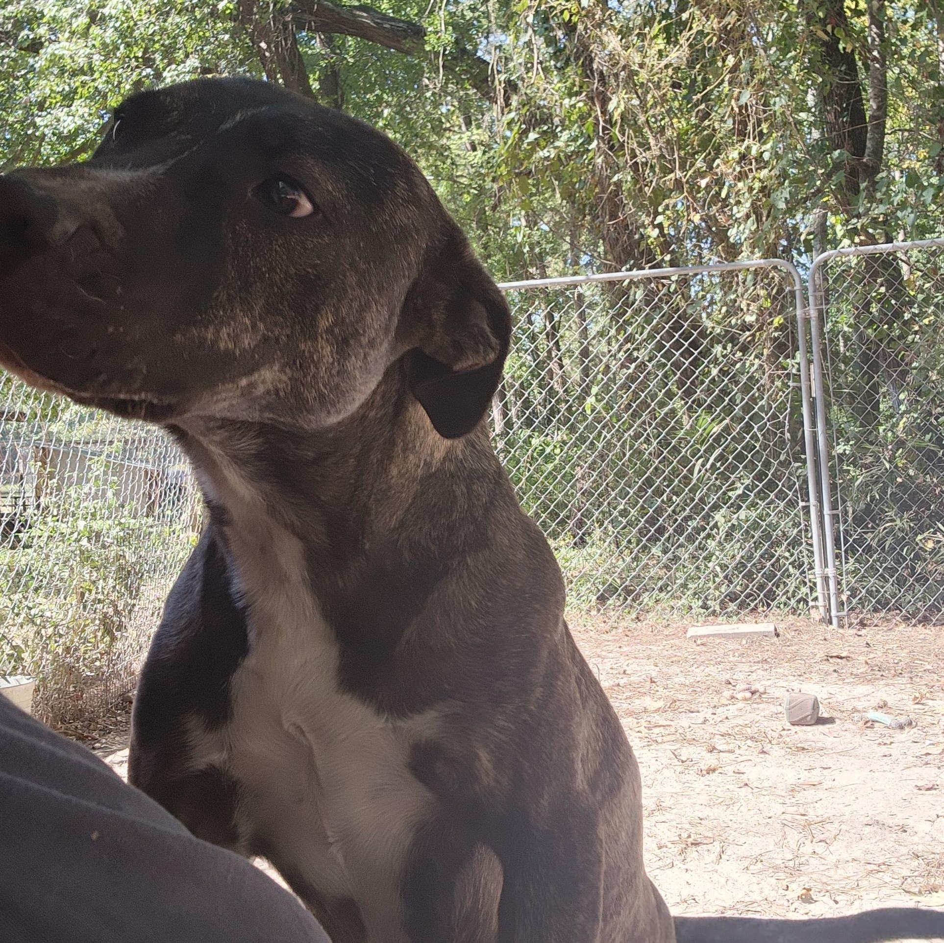 Enlarge Barney, a Adoptable Mixed Breed in Benson, NC image 5/5